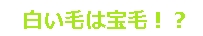 白い毛や金髪・白髪の脱毛ができるのはTBCだけ！